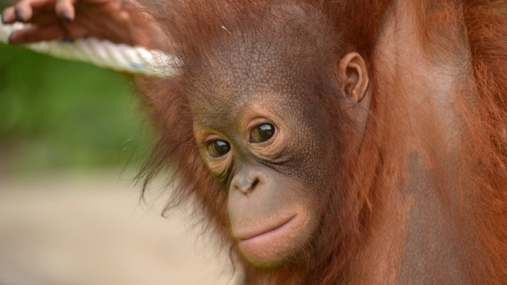 GPi has adopted an Orangutan