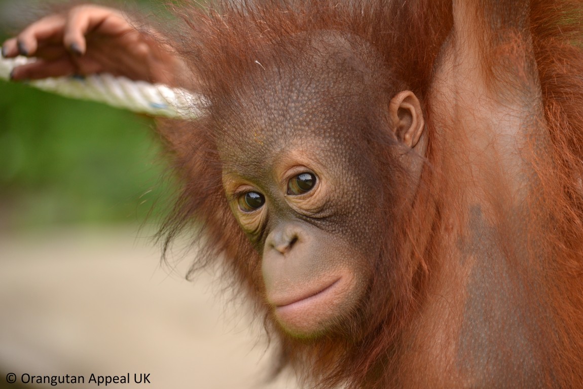 GPi has adopted an Orangutan