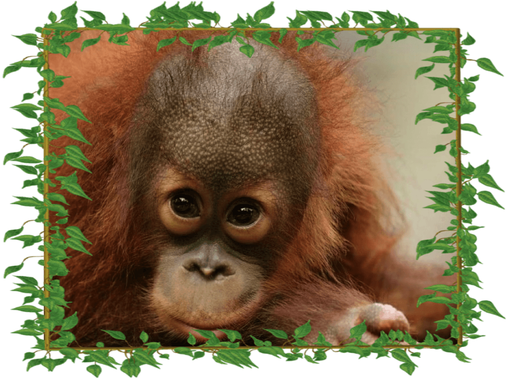 peanut_adorable_with-frame